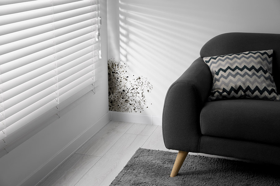 trifterer-energieberatung-schimmel Schimmelpilzberatung